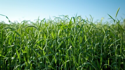 Obraz premium The green grass field