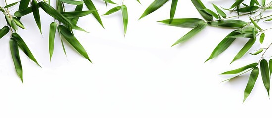 Isolated on a white backdrop bamboo leaves provide a copious copy space image