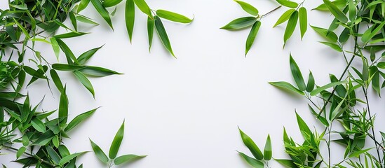 Fototapeta premium Aerial view of green bamboo leaves arranged against a white backdrop with bamboo branches visible below commonly cultivated by Asians for culinary and decorative purposes creating a natural ambiance