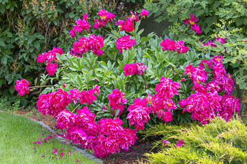 Blooming Pink Peony Plant