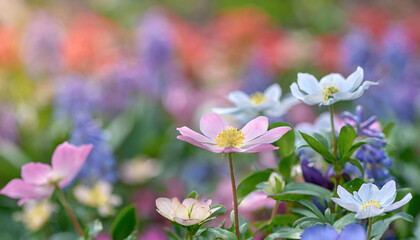 Wild flowers of clover and butterfly in a meadow in nature in the rays of sunlight in summer in the spring close-up of a macro. A picturesque colorful artistic image with a soft focus