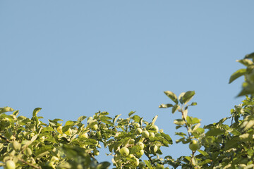 Obraz premium View from Below of Apple Tree Crown Laden with Fresh Green Apples Against Vivid Blue Sky, Ideal for Orchard and Agricultural Concepts