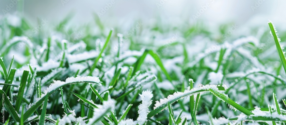 Poster snow covered verdant grass in the garden with space for text in the picture. copy space image. place