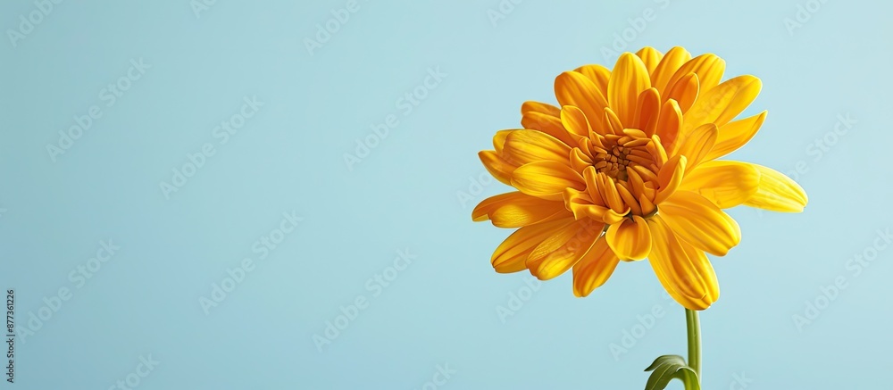 Poster a vibrant yellow chrysanthemum daisy set against a white and blue backdrop with space for adding tex