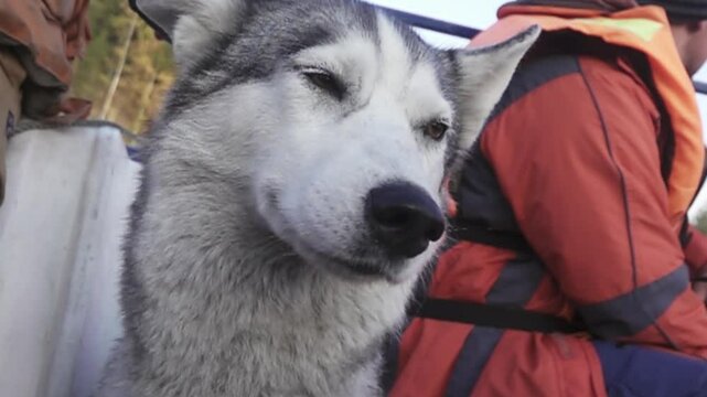 The muzzle of the laika dog was shot taken close. Super slow motion 1000 fps.