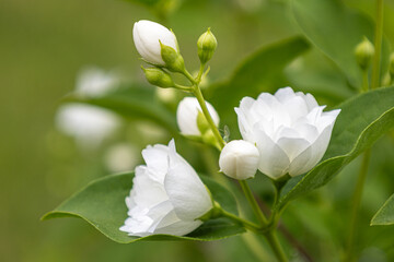 Fototapeta premium Mock Orange Blossoms