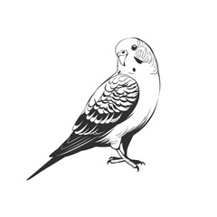 Fototapeta premium Vector hand drawn budgerigar isolated on white background Parakeet on a branch, black and white Budgerigar, Parrot, Green Pet Parakeet, vector illustration