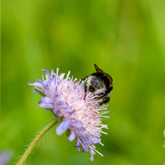 beautiful summer flower on blurred natural background, close-up view