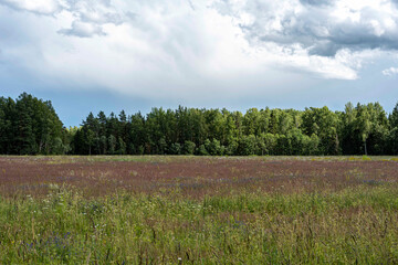 Obraz premium wonderful summer landscape with beautiful and colorful meadow, wild flowers