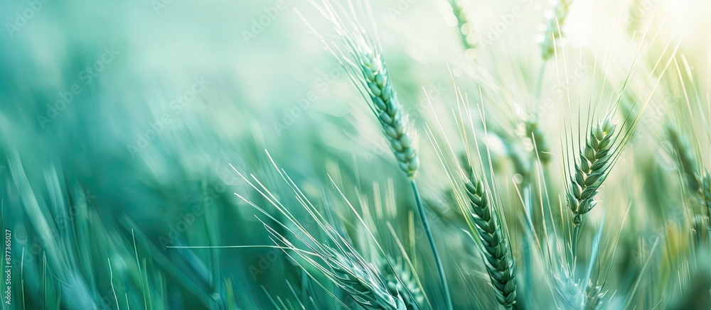 Wall mural Barley ears with a green hue in a summer field with a blue toned background providing an image with copy space