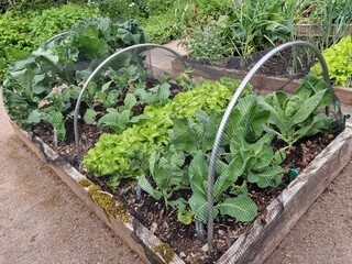 Organic raised garden bed of cabbage vegetables and salad leaves growing in a wooden frame to give...