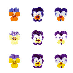 Color Pansies Isolated, Tricolor Viola Close up, Viola Flowers Set, Heartsease Collection, Johnny Jump up or Three Faces in a Hood Flower, Vector Illustration