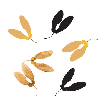 maple tree seeds_01.eps