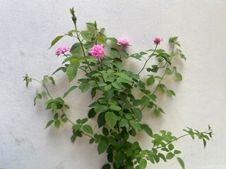 flowers on a wall