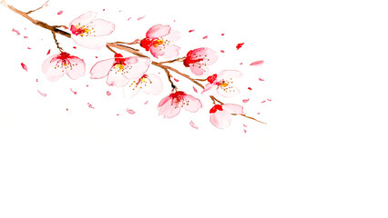 Delicate Watercolor Cherry Blossom Branch Perfect for Spring Decor, Greeting Cards, Nature-Inspired Artwork, Floral Designs, Botanical Illustrations, and Elegant Stationery with Free Space 