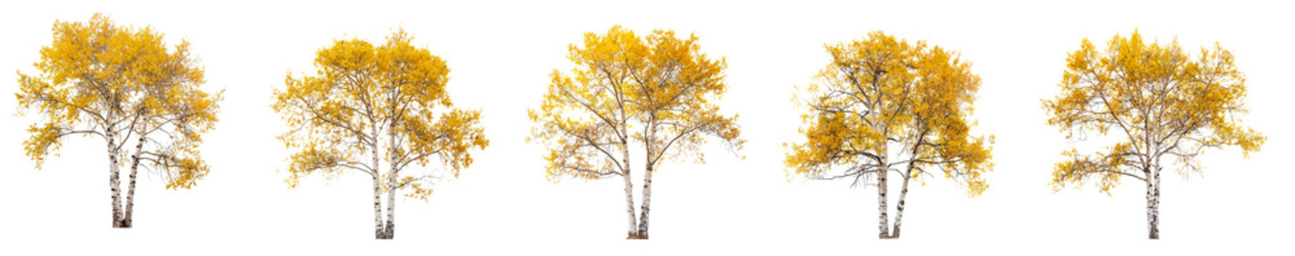 aspen trees collection with yellow leaves isolated on transparent or white background