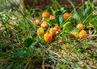 view of delicious juicy bog berries, yellow brambles, Rubus chamaemorus, on a bog