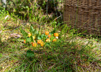 view of delicious juicy bog berries, yellow brambles, Rubus chamaemorus, on a bog