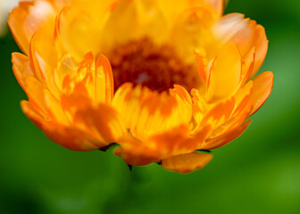 beautiful summer flower on blurred natural background, close-up view