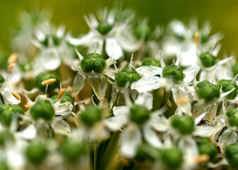 beautiful summer flower on blurred natural background, close-up view