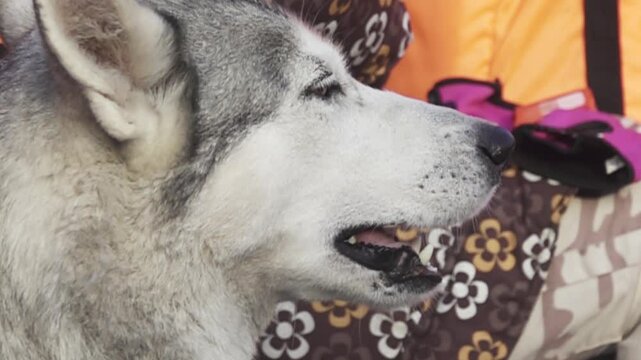 The muzzle of the laika dog was shot taken close. Super slow motion 1000 fps.