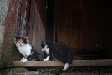 two little kittens are playing with each other