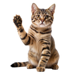 Obraz premium tabby cat on a transparent background