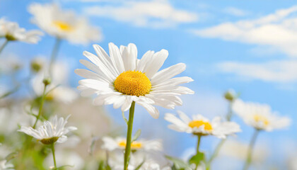 daisy flower field against blue sky