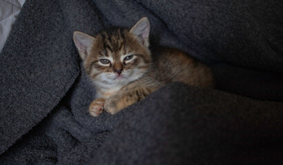 A small domestic cat falls asleep in the arms of a warm blanket