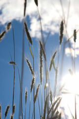 Fototapeta premium wheat field on a sunny day