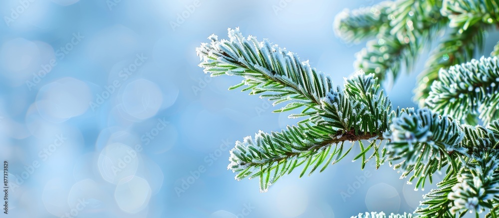 Poster frosted green pine branch against a blue sky backdrop ideal for christmas and new year concepts with