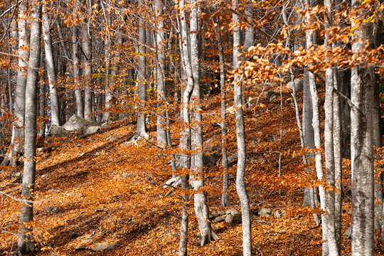 This image captures a tranquil forest scene during autumn, showcasing the splendor of golden orange leaves covering the ground and tree branches, evoking peace and tranquility in Montseny in Spain