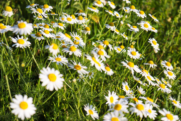 chamomile in a summer field