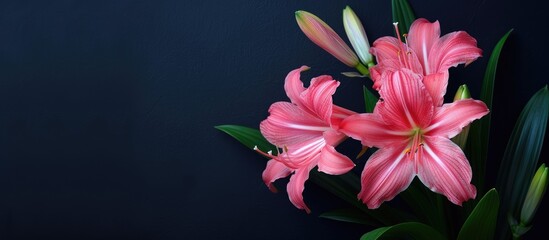 Obraz premium Close up of vibrant pink blooming sword lily flowers on a dark background with copy space image high quality isolated photo