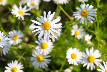 Obraz premium chamomile in a summer field