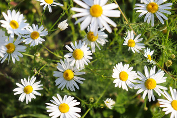 Obraz premium chamomile in a summer field