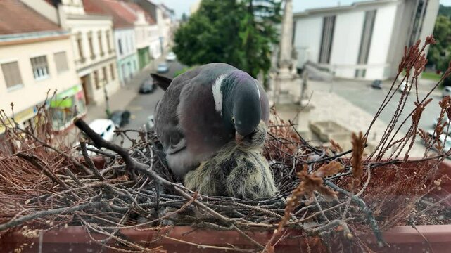 Doves with squabs. A dove feeding squabs from its beak. It is a mixture of saliva from the dove or pigeon. The squabs are four days old. The concept of pigeon life in the city