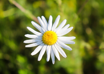 Obraz premium chamomile in a summer field