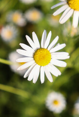 chamomile in a summer field