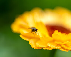 beautiful summer flower on blurred natural background, close-up view