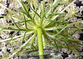 beautiful summer flower on blurred natural background, close-up view