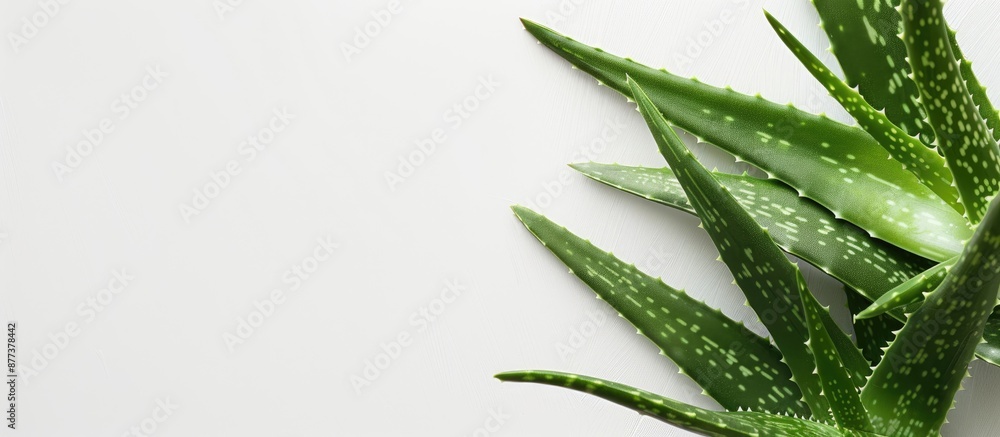 Poster aloe vera leaves on a white backdrop with a blank area for additional content like a copy space imag