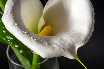 white calla flower on a dark background, close-up view