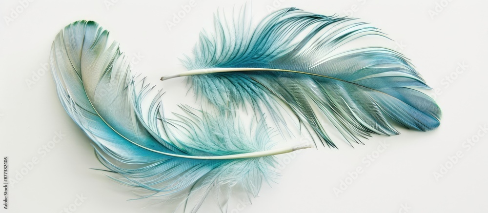 Poster close up view of two delicate blue and green swan feathers against a white backdrop providing an ele