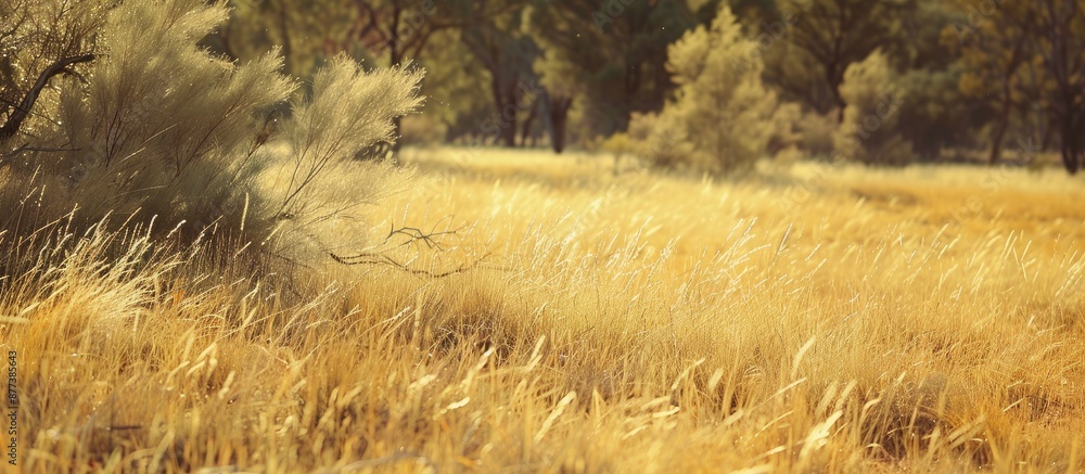 Poster australian bush land features dry grass with a subtle green hue creating a nature themed background 