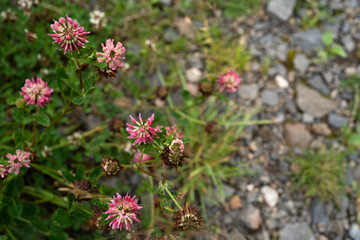 Fototapeta premium wild pink flowers