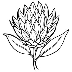 Line art of Protea flower 