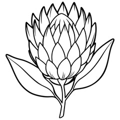 Line art of Protea flower 