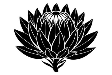 Protea flower silhouette vector illustration