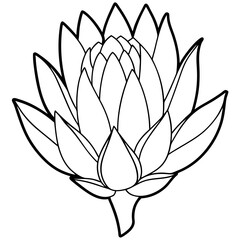 Line art of Protea flower 